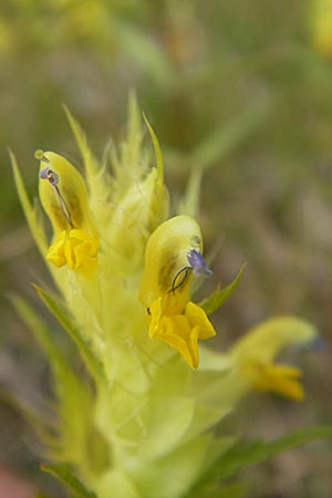 Rhinanthus glacialis \ Grannen-Klappertopf, A Malta - Tal 19.7.2010