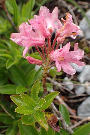 Rhododendron hirsutum \ Bewimperte Alpenrose / Hairy Rhododendron, A Schneealpe 30.6.2020