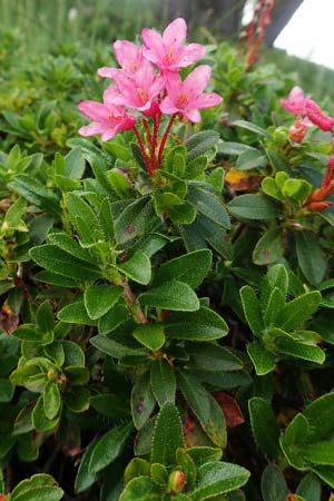 Rhododendron hirsutum \ Bewimperte Alpenrose, A Dachstein Südwand 7.7.2020