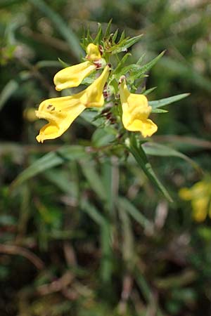 Melampyrum pratense \ Gewhnlicher Wachtelweizen, Wiesen-Wachtelweizen / Common Cow-Wheat, A Kraubath (Mur) 25.7.2021