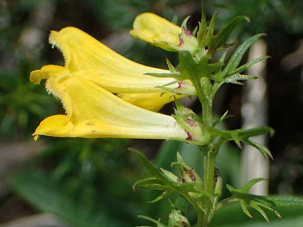 Melampyrum pratense \ Gewhnlicher Wachtelweizen, Wiesen-Wachtelweizen, A Kraubath (Mur) 25.7.2021