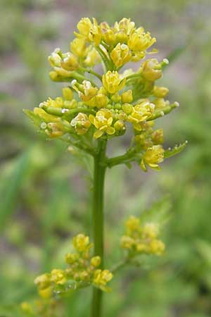 Rorippa islandica \ Islndische Sumpfkresse / Northern Yellow-Cress, A St. Lorenzen 1.7.2010