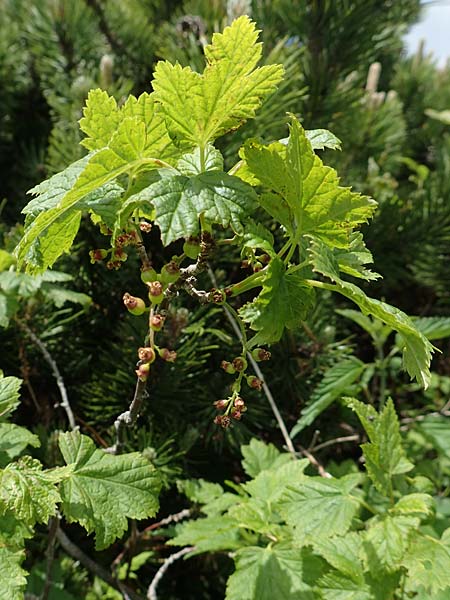 Ribes petraeum \ Felsen-Johannisbeere, A Rax 28.6.2020