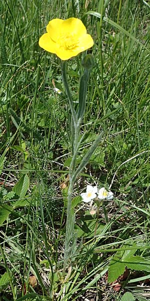 Ranunculus illyricus \ Illyrischer Hahnenfu / Illyrian Buttercup, A Hainburg 14.5.2022