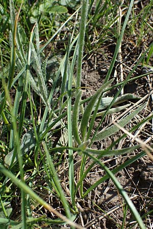 Ranunculus illyricus / Illyrian Buttercup, A Hainburg 14.5.2022