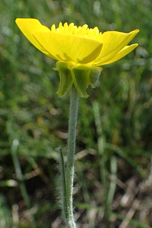 Ranunculus illyricus \ Illyrischer Hahnenfu / Illyrian Buttercup, A Hainburg 14.5.2022