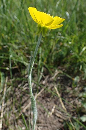 Ranunculus illyricus / Illyrian Buttercup, A Hainburg 14.5.2022