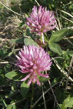 Trifolium pratense / Red Clover, A Bregenz 21.4.2007