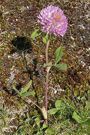 Trifolium pratense / Red Clover, A Malta - Valley 19.7.2010