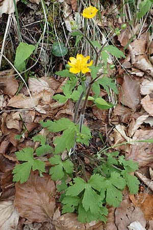 Ranunculus lanuginosus \ Wolliger Hahnenfu / Woolly-Leaved Buttercup, A Kärnten/Carinthia, St. Paul im Lavanttal 16.5.2016