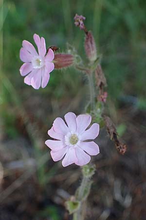 Silene dioica \ Rote Lichtnelke / Red Campion, A Pölstal-Oberzeiring 26.6.2021