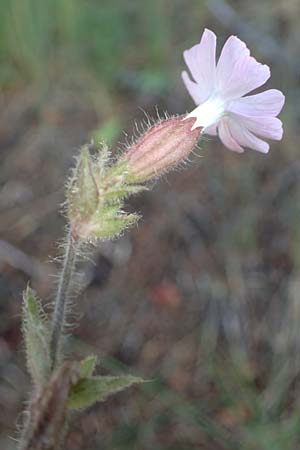 Silene dioica \ Rote Lichtnelke / Red Campion, A Pölstal-Oberzeiring 26.6.2021