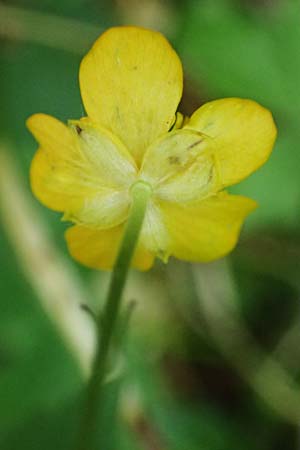 Ranunculus lanuginosus \ Wolliger Hahnenfu / Woolly-Leaved Buttercup, A Kraubath (Mur) 27.6.2021