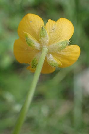 Ranunculus lanuginosus / Woolly-Leaved Buttercup, A Kraubath (Mur) 27.6.2021