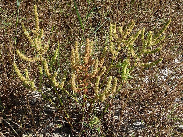 Rumex maritimus \ Ufer-Ampfer / Golden Dock, A Seewinkel, Apetlon 23.9.2022