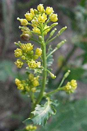 Rorippa palustris \ Gewhnliche Sumpfkresse / Marsh Yellow-Cress, A Kärnten/Carinthia, Petzen 21.7.2007