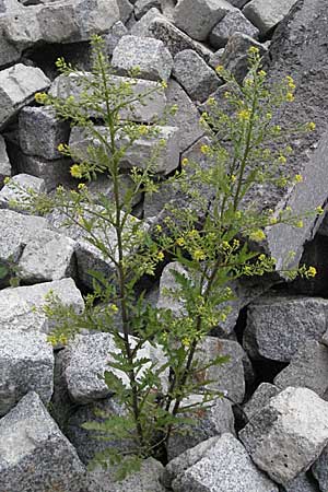 Rorippa palustris \ Gewhnliche Sumpfkresse / Marsh Yellow-Cress, A Turrach 22.7.2007