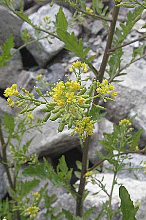 Rorippa palustris \ Gewhnliche Sumpfkresse, A Turrach 22.7.2007