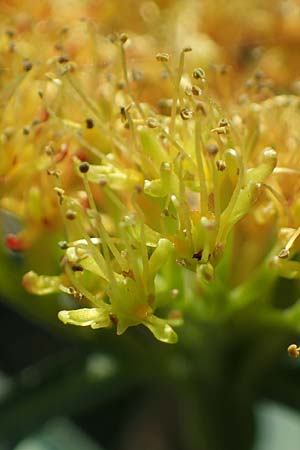 Rhodiola rosea \ Rosenwurz / Golden Root, Roseroot, A Seetaler Alpen, Zirbitzkogel 28.6.2021