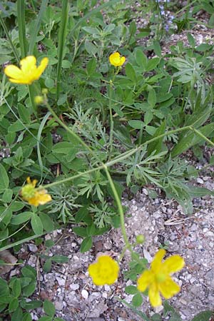 Ranunculus polyanthemos \ Vielbltiger Hahnenfu, A Hengstpass 31.5.2008