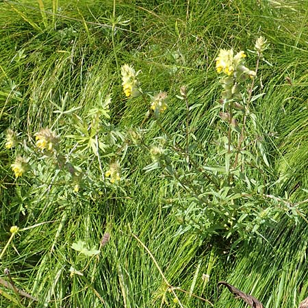 Rhinanthus alpinus \ Alpen-Klappertopf / Alpine Yellow-Rattle, A Kärnten/Carinthia, Koralpe 9.8.2016