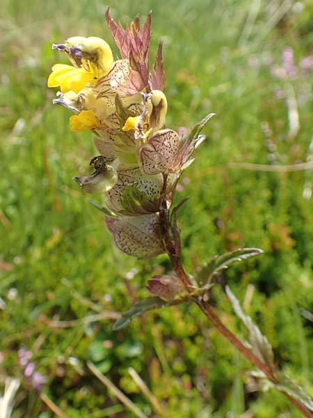 Rhinanthus alpinus \ Alpen-Klappertopf / Alpine Yellow-Rattle, A Kärnten/Carinthia, Koralpe 9.8.2016