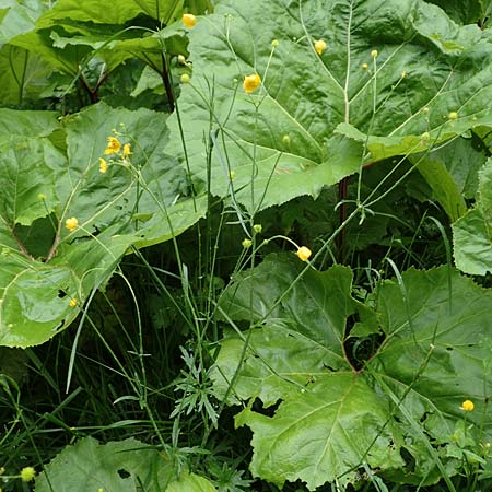 Ranunculus polyanthemos \ Vielbltiger Hahnenfu, A Pusterwald 1.7.2019