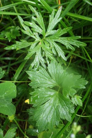 Ranunculus polyanthemos \ Vielbltiger Hahnenfu, A Pusterwald 1.7.2019