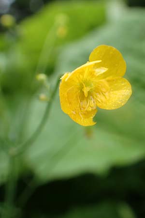 Ranunculus polyanthemos \ Vielbltiger Hahnenfu / Multiflowered Buttercup, A Pusterwald 1.7.2019