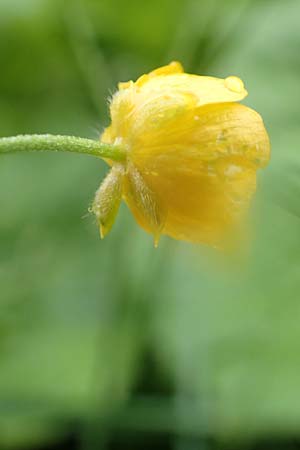 Ranunculus polyanthemos \ Vielbltiger Hahnenfu, A Pusterwald 1.7.2019