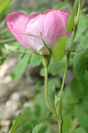 Rosa pendulina \ Alpen-Heckenrose / Alpine Rose, A Weichtal-Klamm 1.7.2020