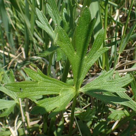 Ranunculus polyanthemos \ Vielbltiger Hahnenfu, A Seewinkel, Illmitz 9.5.2022