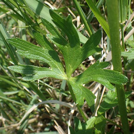 Ranunculus polyanthemos \ Vielbltiger Hahnenfu, A Seewinkel, Illmitz 9.5.2022