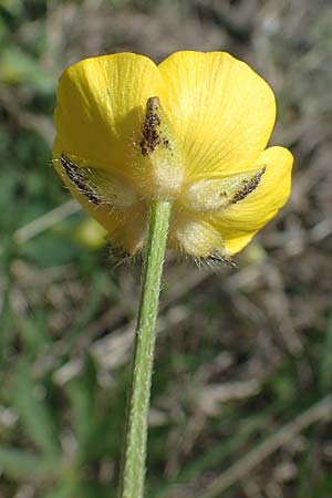 Ranunculus polyanthemos \ Vielbltiger Hahnenfu / Multiflowered Buttercup, A Seewinkel, Podersdorf 10.5.2022
