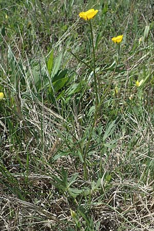 Ranunculus polyanthemos \ Vielbltiger Hahnenfu, A Seewinkel, Podersdorf 10.5.2022