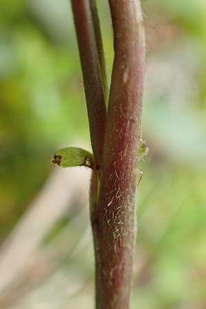 Rubus saxatilis \ Steinbeere / Stone Bramble, A Schneealpe 30.6.2020