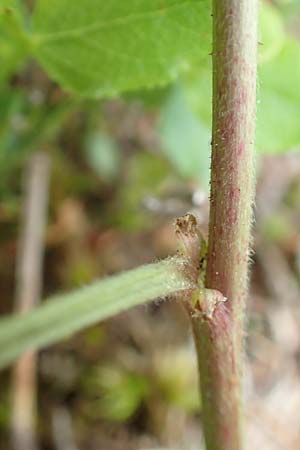 Rubus saxatilis \ Steinbeere / Stone Bramble, A Schneealpe 30.6.2020