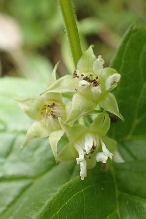 Rubus saxatilis \ Steinbeere / Stone Bramble, A Schneealpe 30.6.2020