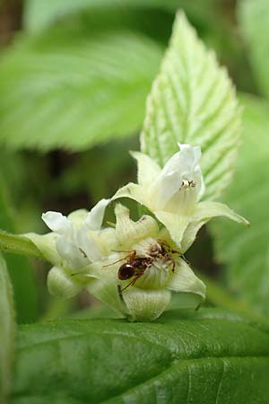 Rubus saxatilis \ Steinbeere / Stone Bramble, A Schneealpe 30.6.2020