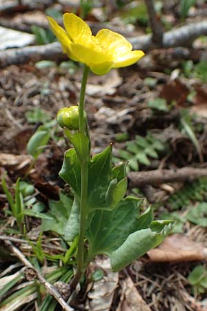 Ranunculus hybridus / Hybrid Buttercup, A Carinthia, Hochstuhl 17.5.2016