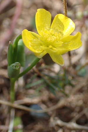 Ranunculus hybridus \ Nierenblttriger Hahnenfu, A Kärnten, Hochstuhl 17.5.2016