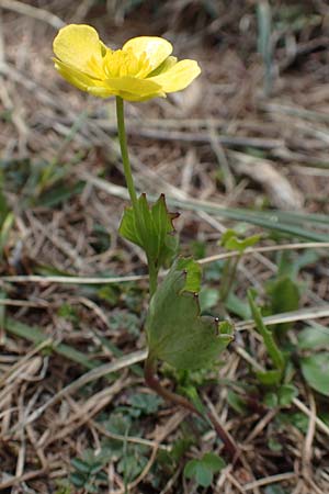 Ranunculus hybridus \ Nierenblttriger Hahnenfu, A Kärnten, Hochstuhl 17.5.2016