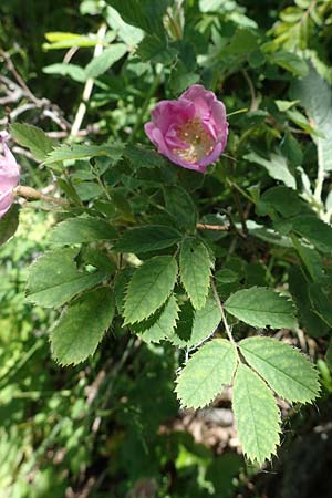 Rosa pendulina \ Alpen-Heckenrose, A Kärnten, Koralpe 3.7.2022