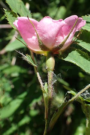 Rosa pendulina \ Alpen-Heckenrose / Alpine Rose, A Kärnten/Carinthia, Koralpe 3.7.2022