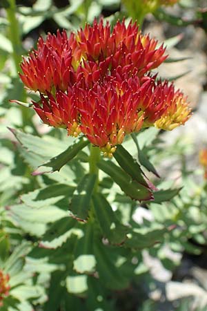 Rhodiola rosea \ Rosenwurz / Golden Root, Roseroot, A Nockalmstraße Windebensee 10.7.2019