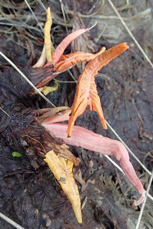 Rumex alpinus \ Alpen-Ampfer / Alpine Dock, Monk's Rhubarb, A Pölstal-Oberzeiring 26.6.2021