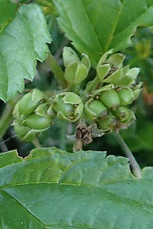 Rubus saxatilis \ Steinbeere / Stone Bramble, A Tragöß 30.6.2019