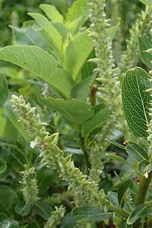 Salix waldsteiniana \ Waldsteins Weide, Bumchen-Weide / Waldstein's Willow, A Pusterwald, Eiskar 1.7.2019