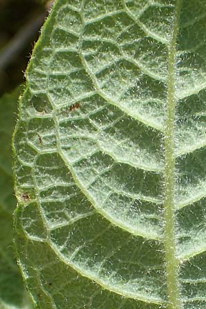 Salix hastata \ Spie-Weide, Engadin-Weide / Apple-Leaved Willow, A Rax 28.6.2020