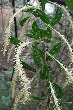 Salix triandra / Almond Willow, A Bregenz 5.5.2007